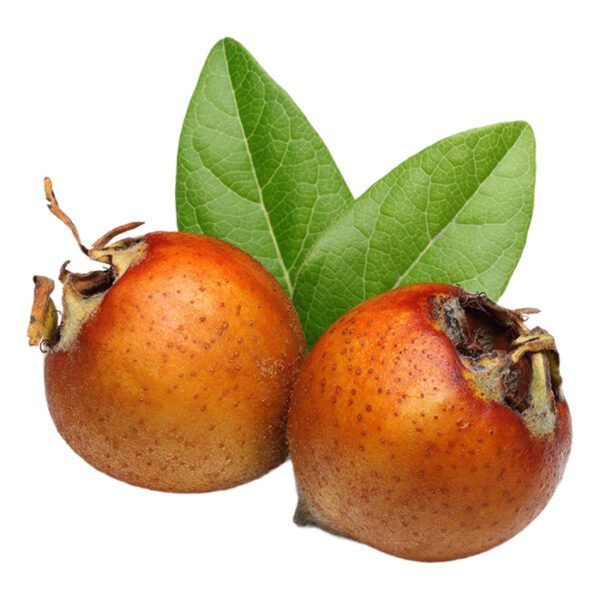 MUŞMULA KG.